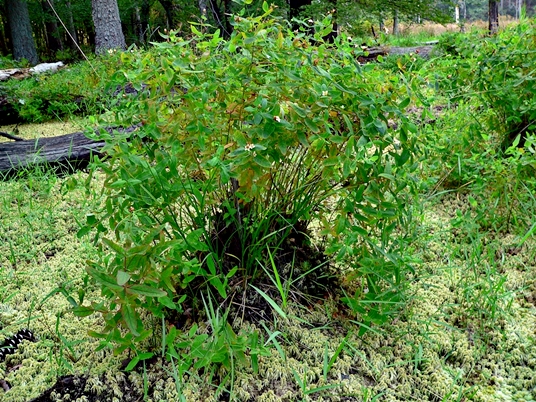 {Hypericum virginicum}